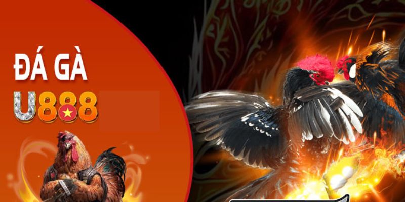 Hướng dẫn đăng ký xem đá gà thomo live u888