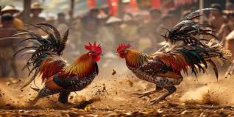 Đá gà cựa sát