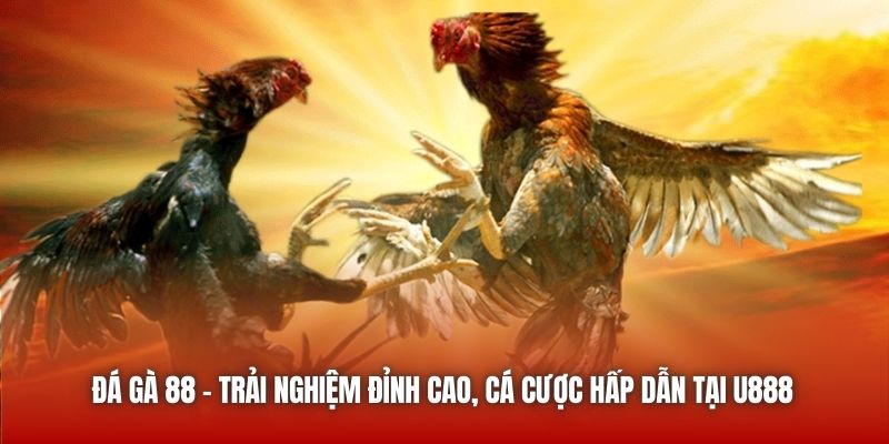 u888 đỉnh cao của đá gà trực tuyến