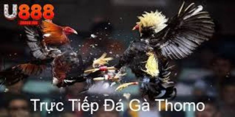 Giải thích đá gà thomo live u888