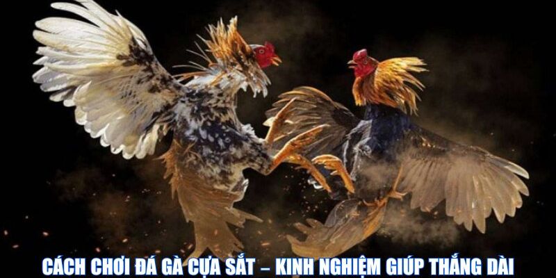 KInh nghiệm chơi đá gà cựa sát u888