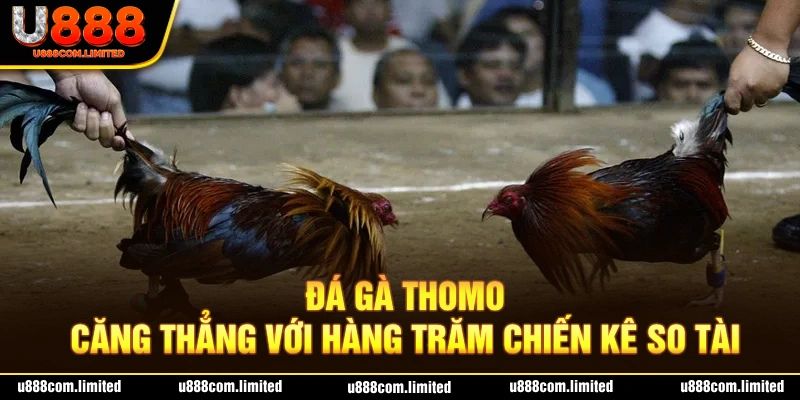 Tận hưởng cảm giác cực đã khi xem các chiến kê so tài 