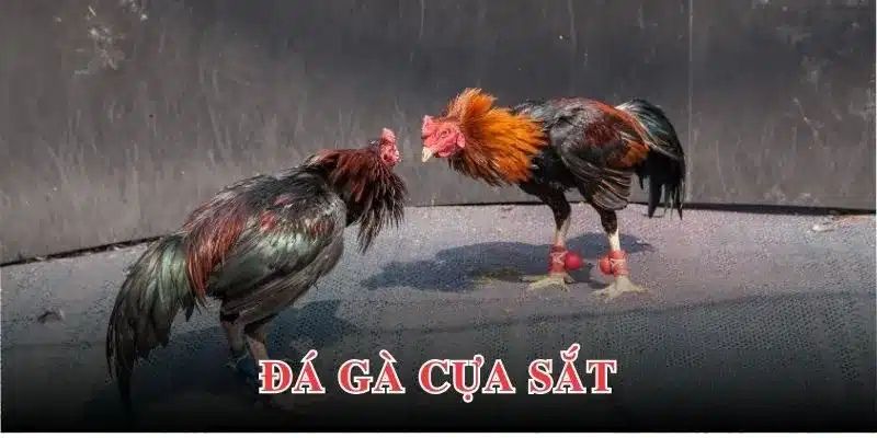 Sân chơi trực tuyến uy tín u888