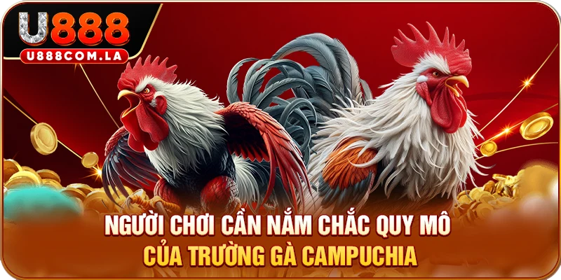 Người chơi cần nắm chắc quy mô của trường gà Campuchia