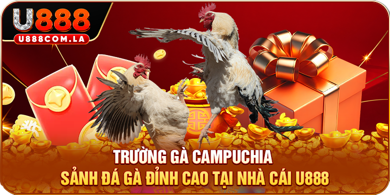 Trường Gà Campuchia: Sảnh Đá Gà Đỉnh Cao Tại Nhà Cái U888